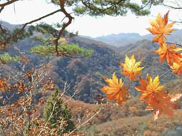 米非司酮片在线下单药店国际金价回落+节日促销，有品牌首饰金报价重返“8字头”